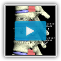 Spinal Anatomy video - Animation by Cal Shipley, M.D. Trial Image Inc.