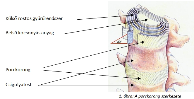 A porckorong anatómiája, porckorongsérv műtét, gerincsérv műtét