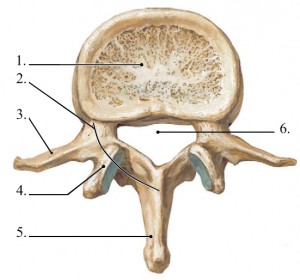 Nyaki osteochondrosis spondylosis arthrosis kezelése