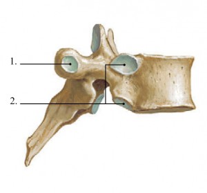 a phalangealis ízületek osteoarthritis erős hátfájás a jobb oldalon