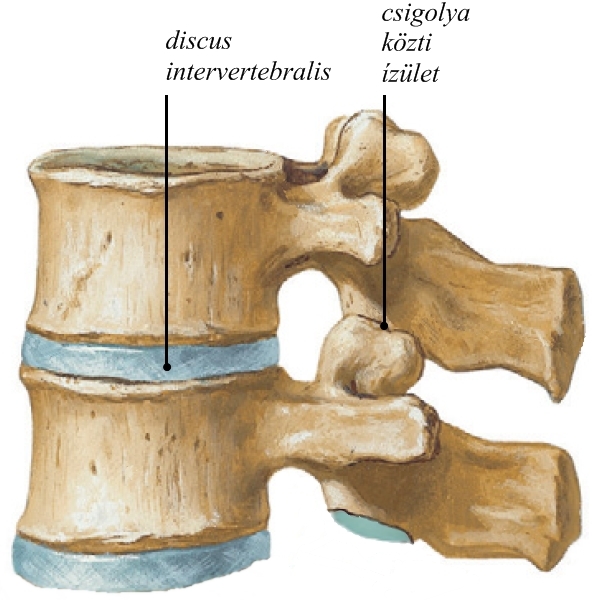 A bordák és a csigolyák ízületei A gerinc anatómiája