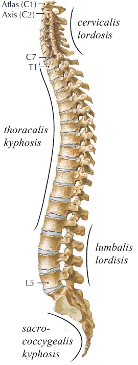 emberi gerinc nyaki gerinc