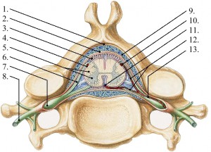 a csípőízület deformáló artrózisa feltörő fájdalom a gerincben