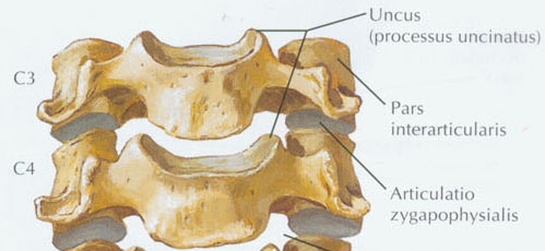 térdízületek fájnak a distalis proximális interphalangealis ízületek osteoarthritis