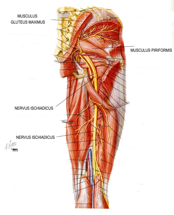 térd osteotomia helyreállítása fájdalom a jobb oldalon és a csípőízületben
