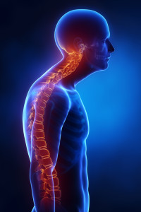 A kyphosis púposságot, a gerinc háti hajlatának megtörését jelenti.