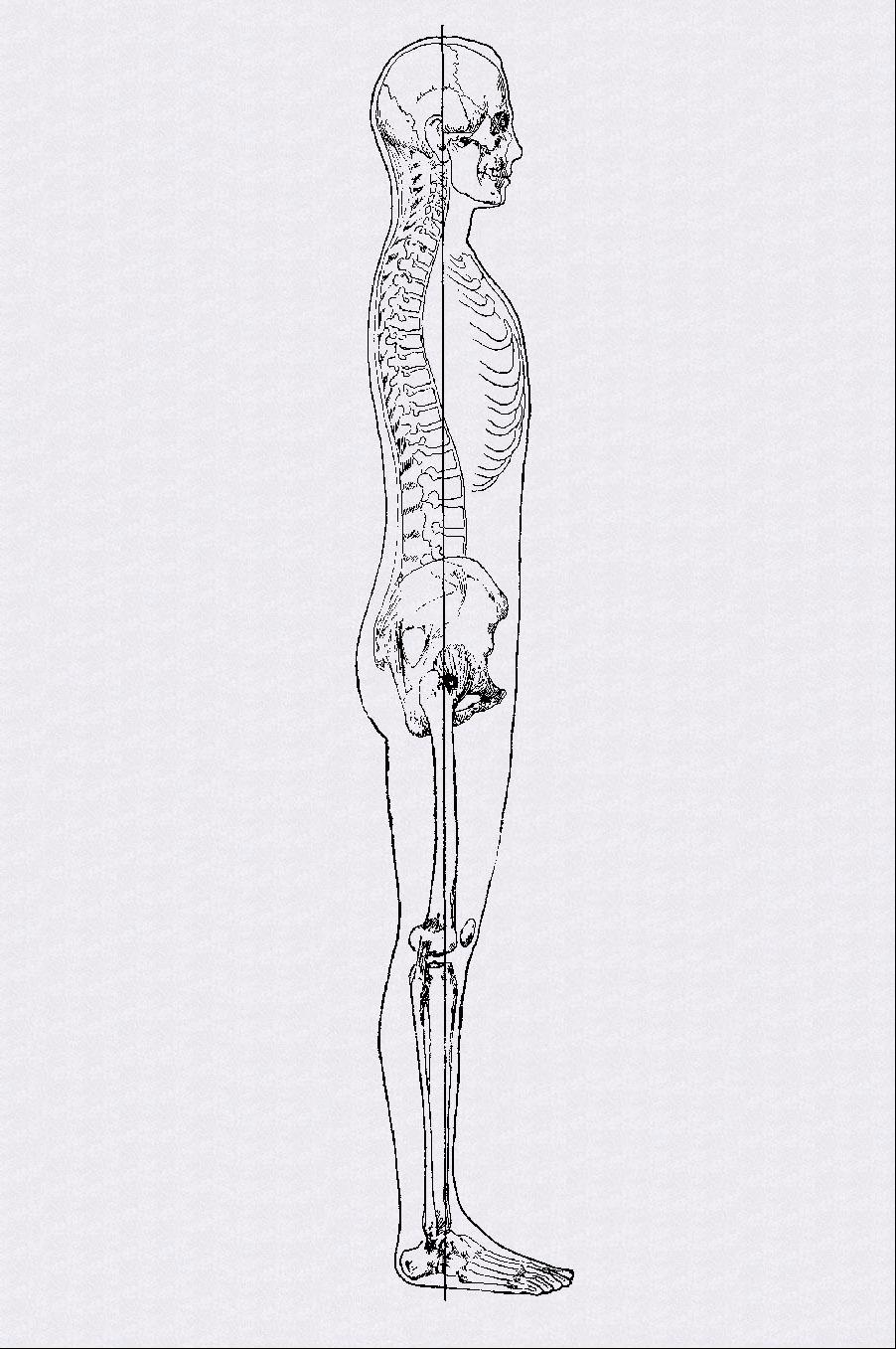 rajz fájdalom a lapockák között a gerincben a sphenoid ízület fáj