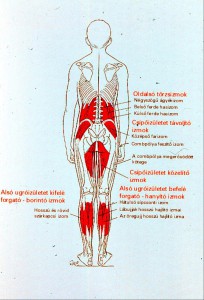 4. b. ábra: A testtartásért felelős izomcsoportok hátulnézetből.