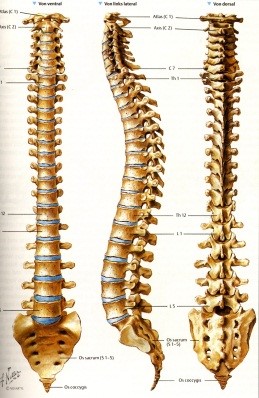 beteg gerinc kezelése fájdalomcsillapítók a nyaki gerinc osteochondrosisára