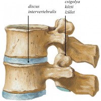 speciális komplex a nyaki gerinc számára a kezek reumás ízületi gyulladása